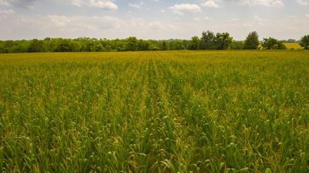 Farm & Ranch For Sale in Cedar County, MO - Auction - image 26