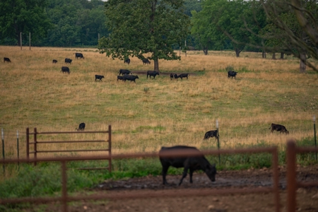 Farm & Ranch For Sale in Cedar County, MO - Auction - image 9