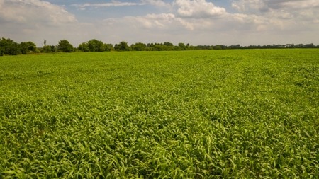 Farm & Ranch For Sale in Cedar County, MO - Auction - image 27