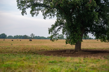 Farm & Ranch For Sale in Cedar County, MO - Auction - image 6