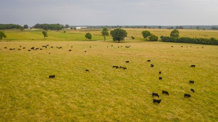 Farm & Ranch For Sale in Cedar County, MO - Auction - image 35