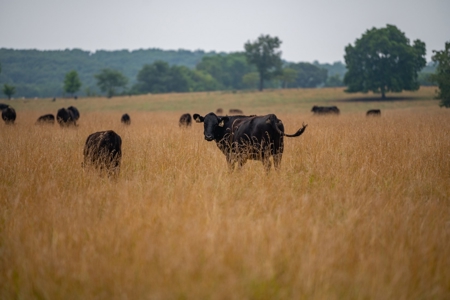 Farm & Ranch For Sale in Cedar County, MO - Auction - image 1