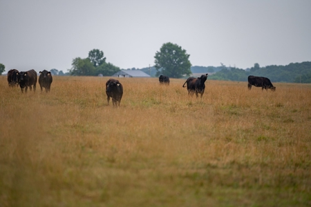 Farm & Ranch For Sale in Cedar County, MO - Auction - image 4