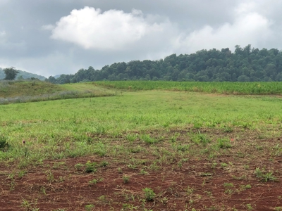 .8 Acres Unrestricted Land in Rogersville, TN For Sale - image 2