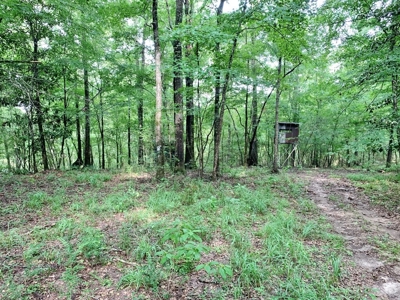 36 Acres, Off-grid Cabin with Lake for Sale Amite County, MS - image 30