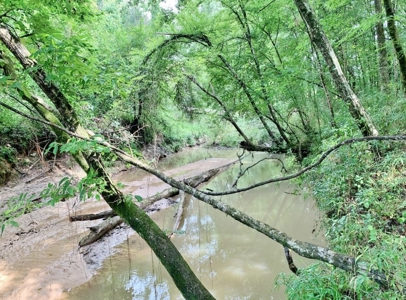 36 Acres, Off-grid Cabin with Lake for Sale Amite County, MS - image 38