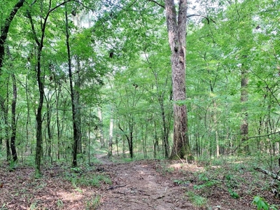 36 Acres, Off-grid Cabin with Lake for Sale Amite County, MS - image 37