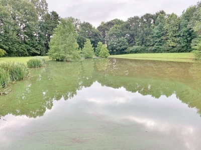 36 Acres, Off-grid Cabin with Lake for Sale Amite County, MS - image 36
