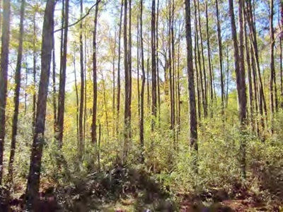 36 Acres, Off-grid Cabin with Lake for Sale Amite County, MS - image 12