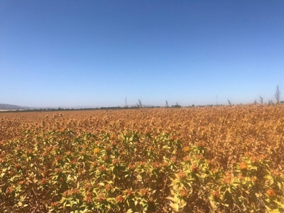 Northern California Farm Land For Sale - image 1