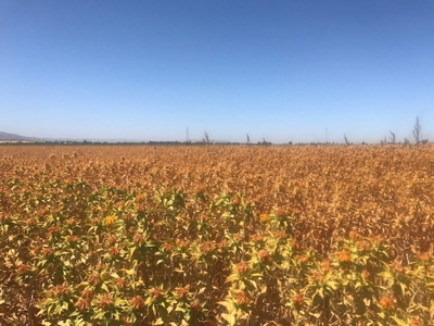 Northern California Farm Land For Sale - image 3
