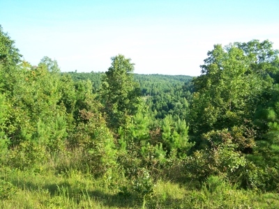 Rustic Hunting Cabin on 10 Ac in Arkansas Ozarks - image 27