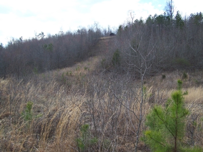 Rustic Hunting Cabin on 10 Ac in Arkansas Ozarks - image 17