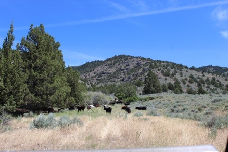 Ranch Property for Sale in Modoc County! - image 3