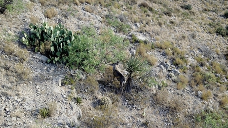 King Mountain Ranch Near Midland, TX - image 12