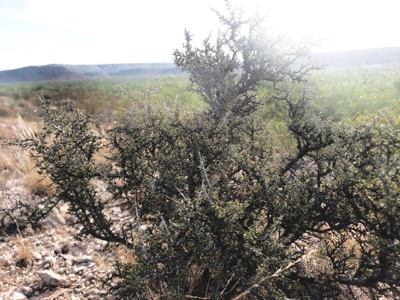 King Mountain Ranch Near Midland, TX - image 10