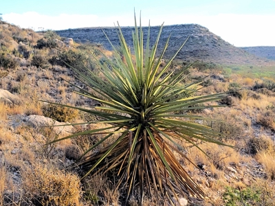 King Mountain Ranch Near Midland, TX - image 8