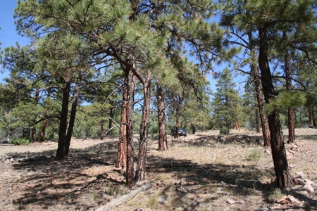 Beautiful +/- 4.985 Mountain Property With Lake Views - image 5