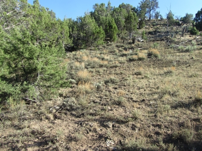 Vacant Land Borders BLM and National Forest For Sale in CO - image 7
