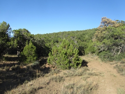 Vacant Land Borders BLM and National Forest For Sale in CO - image 6