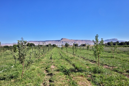 Hobby Farm with Orchard, Workshop, Home For Sale in Colorado - image 30