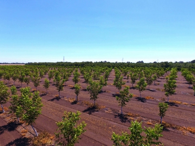 Northern California Income Producing Orchards For Sale - image 12