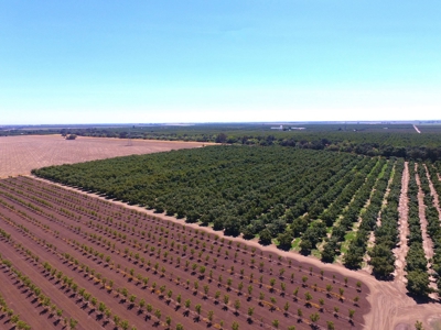 Northern California Income Producing Orchards For Sale - image 5