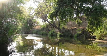Northern California Income Producing Orchards For Sale - image 3