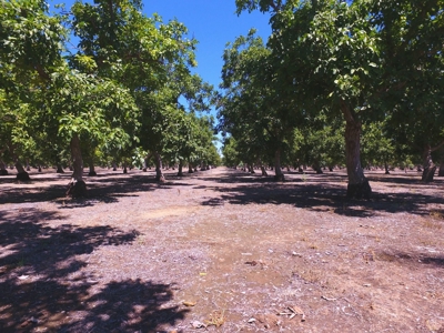 Northern California Income Producing Orchards For Sale - image 6