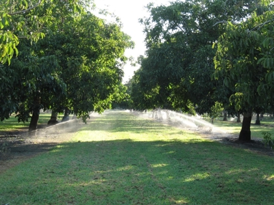 Northern California Income Producing Orchards For Sale - image 50
