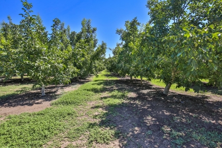 Northern California Income Producing Orchards For Sale - image 19