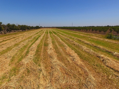 Northern California Income Producing Orchards For Sale - image 18