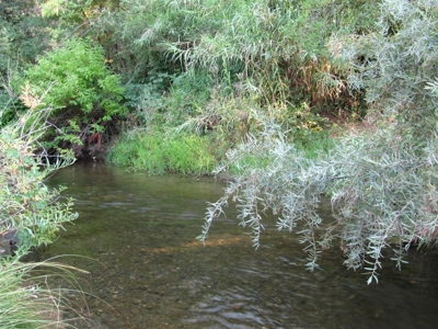 Northern California Income Producing Orchards For Sale - image 48