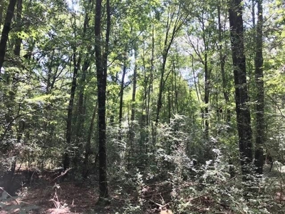 Mining Property for Sale - image 7