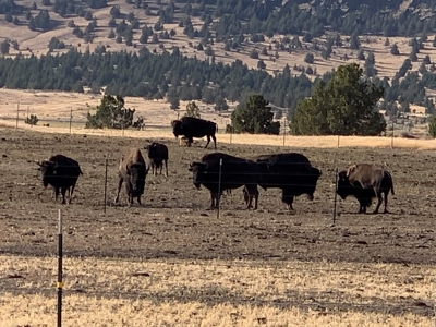 5454 County Rd. 76, Alturas CA - image 24