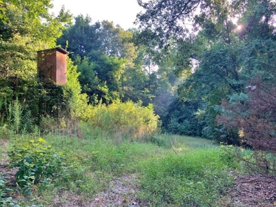 Large Hardwood Hunting Tract For Sale Wilkinson County, MS - image 4