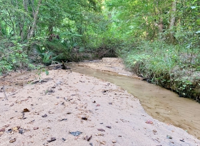 Large Hardwood Hunting Tract For Sale Wilkinson County, MS - image 6