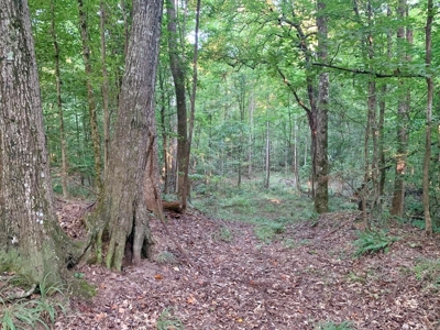 Large Hardwood Hunting Tract For Sale Wilkinson County, MS - image 27