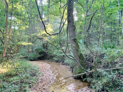 Large Hardwood Hunting Tract For Sale Wilkinson County, MS - image 7