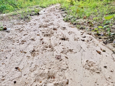 Large Hardwood Hunting Tract For Sale Wilkinson County, MS - image 24