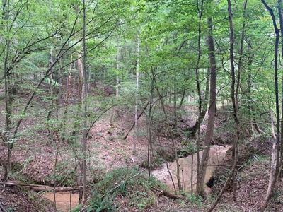 Large Hardwood Hunting Tract For Sale Wilkinson County, MS - image 15