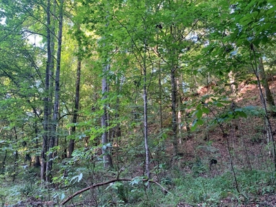 Large Hardwood Hunting Tract For Sale Wilkinson County, MS - image 23