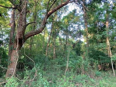 Large Hardwood Hunting Tract For Sale Wilkinson County, MS - image 39