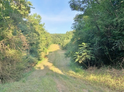 Large Hardwood Hunting Tract For Sale Wilkinson County, MS - image 36