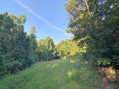 Large Hardwood Hunting Tract For Sale Wilkinson County, MS - image 5