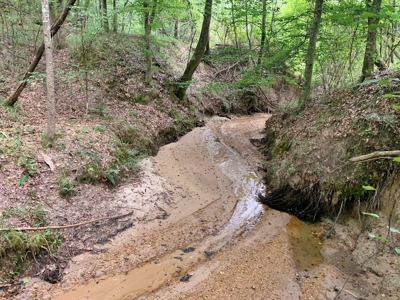 Large Hardwood Hunting Tract For Sale Wilkinson County, MS - image 16