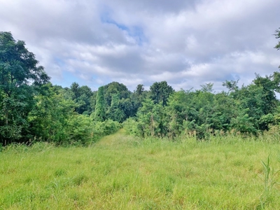 Large Hardwood Hunting Tract For Sale Wilkinson County, MS - image 21