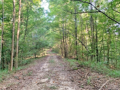 Large Hardwood Hunting Tract For Sale Wilkinson County, MS - image 44