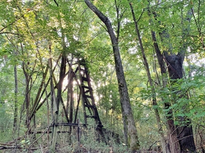 Large Hardwood Hunting Tract For Sale Wilkinson County, MS - image 43