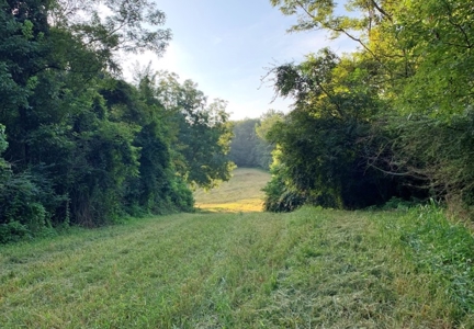 Large Hardwood Hunting Tract For Sale Wilkinson County, MS - image 34